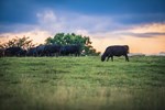 Grazing Cows