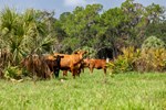 Florida Cattle - 2022 USRSB GA