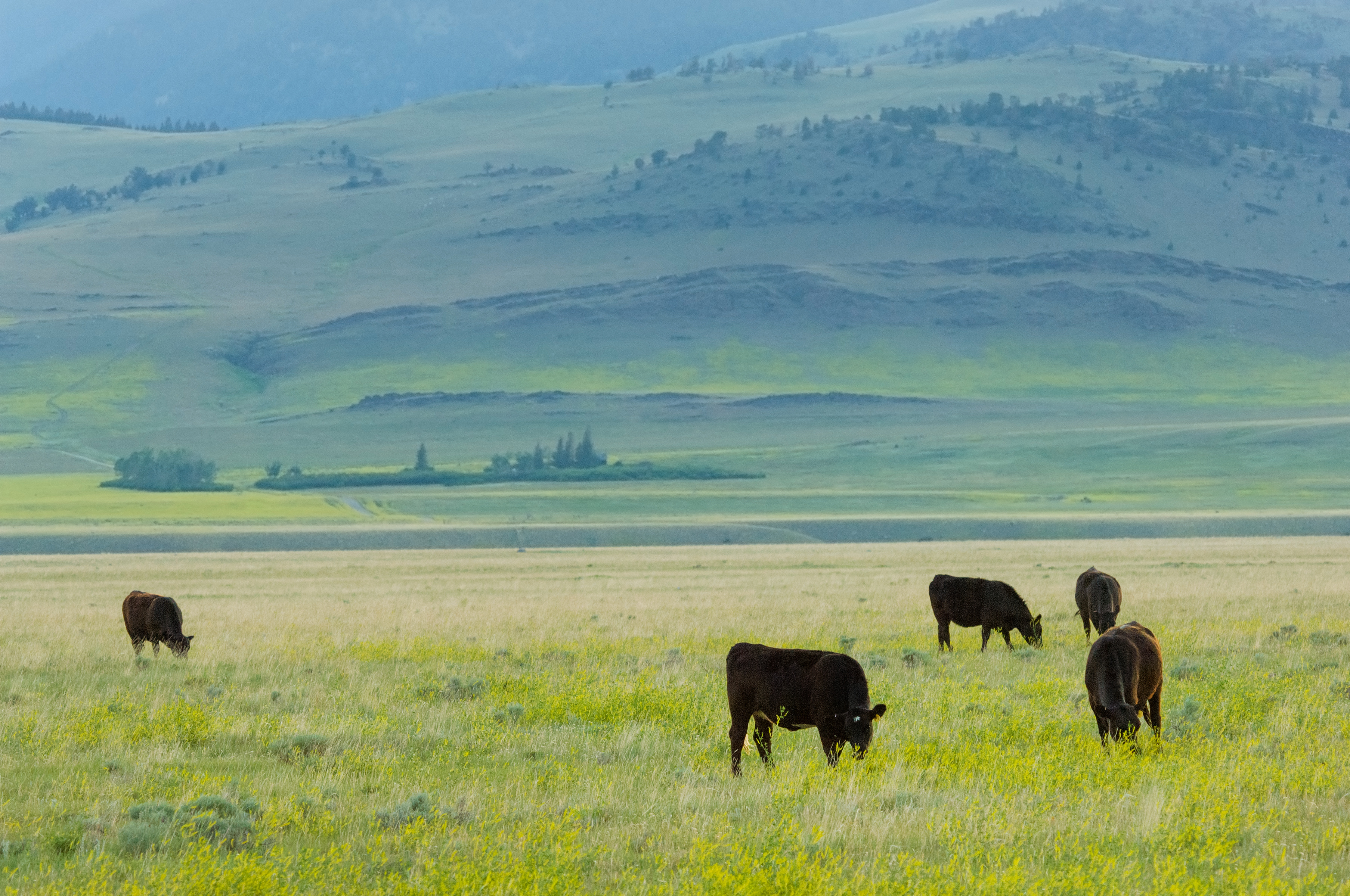 Grazing cows