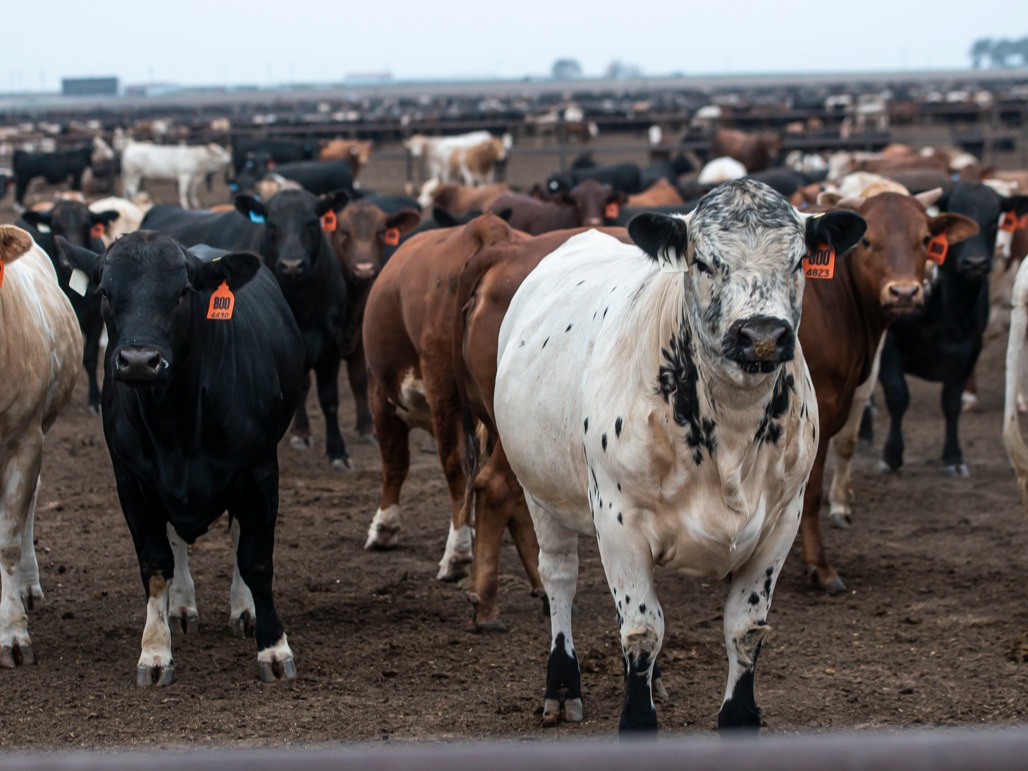 USRSB feedyard image