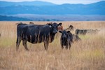 Cow calf image