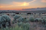 Cattle Grazing image